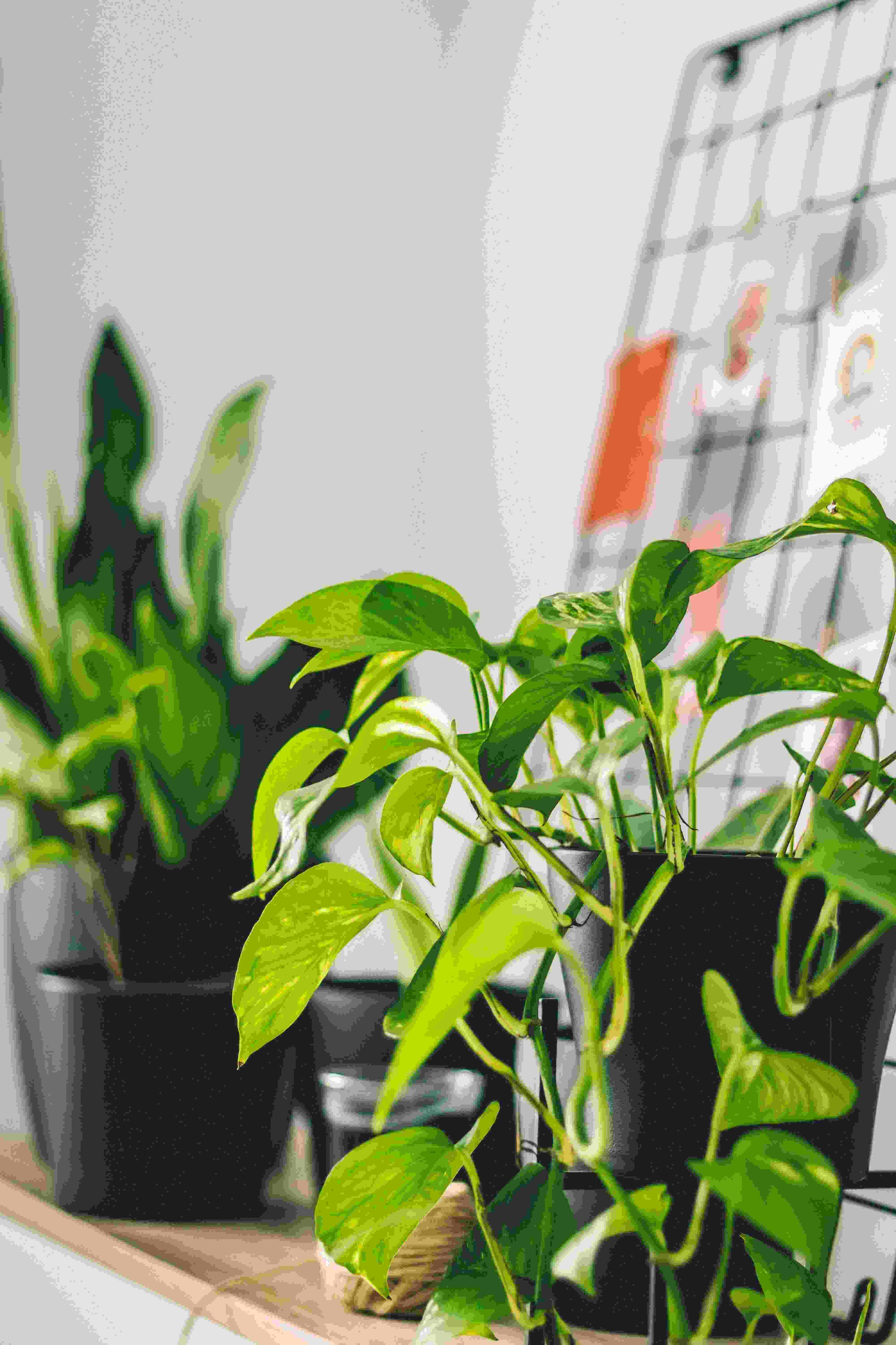 Golden Pothos