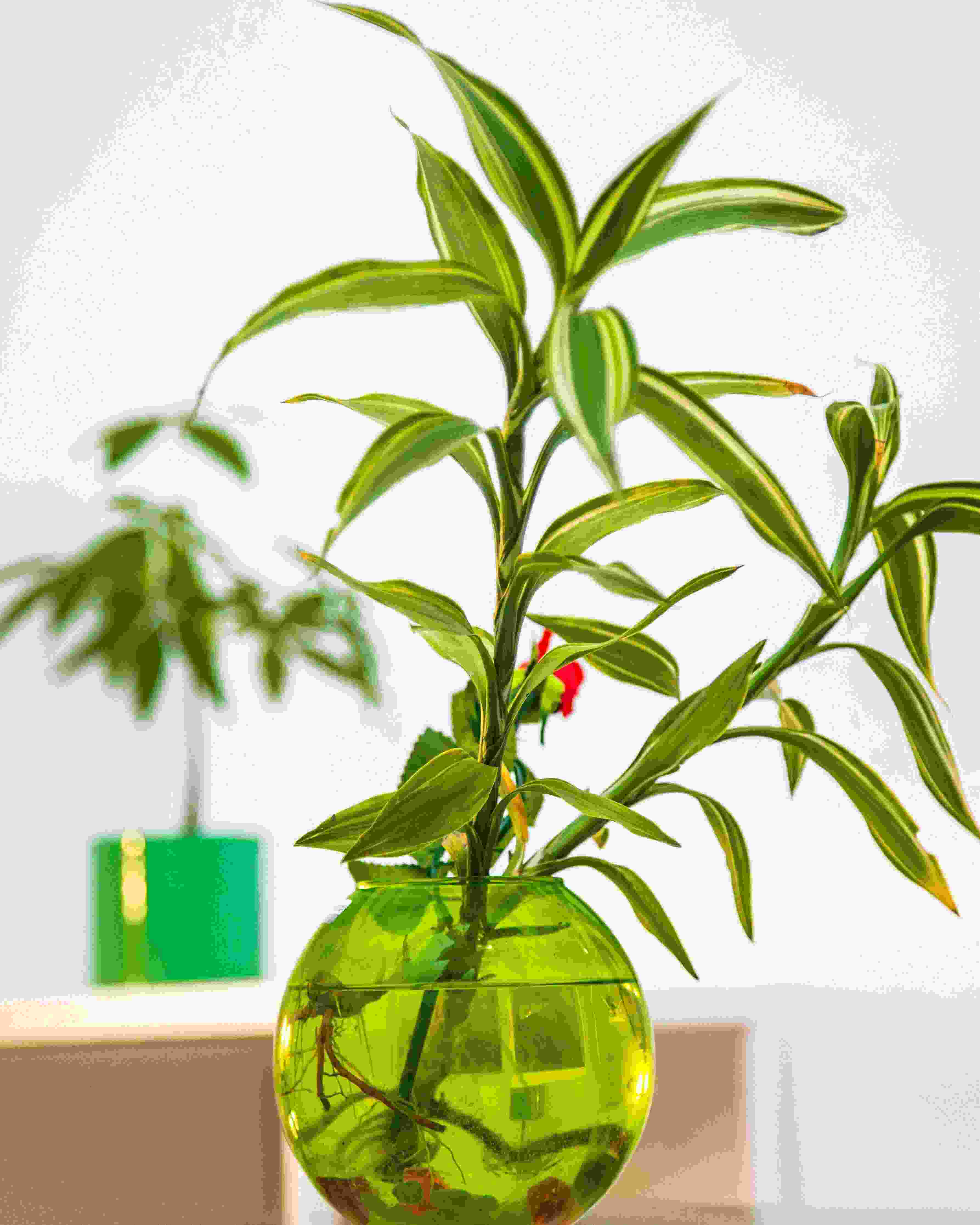 Lucky Bamboo
