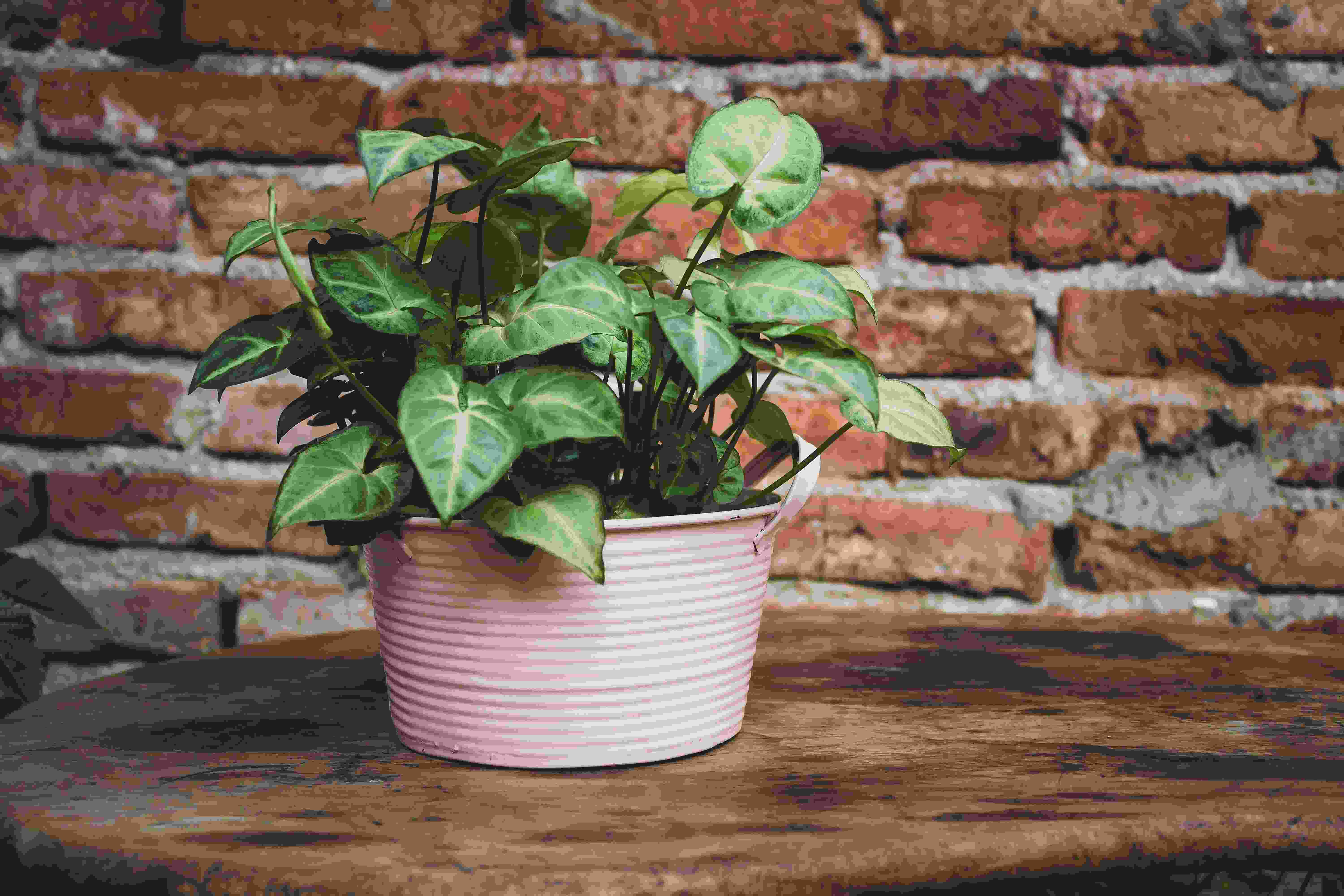 Syngonium Pink